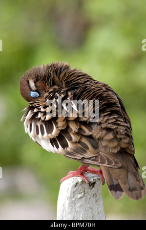 Ecuador, Galapagos. Espanoloa (aka Hood), Punta Suarez. Galapagos Dove (WILD:Zenaida galapagoensis, endemic) Stock Photo