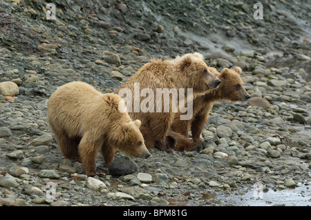 Brown bears looking out from a rocky shore in Katmai National Park, Alaska Stock Photo