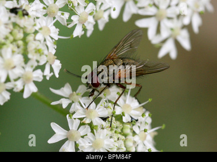 Blood Sucking Fly, Helina depuncta, Muscidae, Diptera Stock Photo