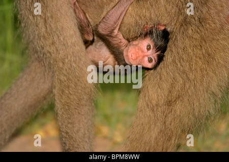 A baby Chacma baboon (Papio hamadryas) hanging onto his mother, Kruger National Park, South Africa Stock Photo