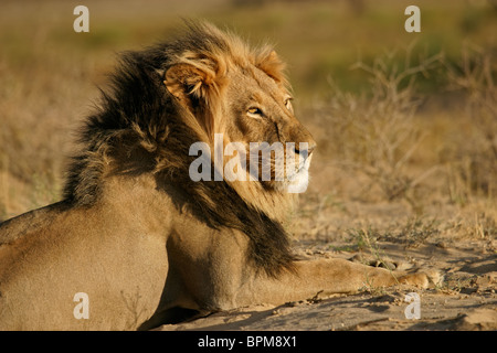 Big male African lion (Panthera leo), Kgalagadi Transfrontier Park, South Africa Stock Photo