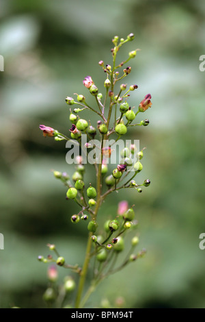 Common Figwort, Scrophularia nodosa, Scrophulariaceae Stock Photo
