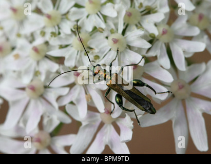 Male Thick Legged Flower Beetle, Oedemera nobilis, Oedemeridae, on Hogweed Stock Photo