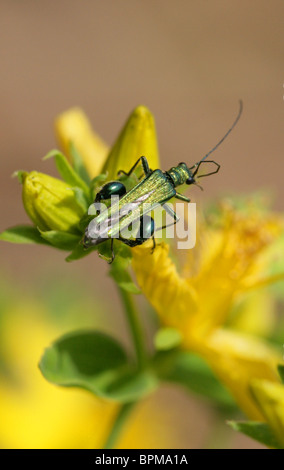 Male Thick Legged Flower Beetle, Oedemera nobilis, Oedemeridae, on St John's Wort Stock Photo