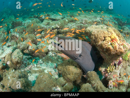 Yellow-margined Moray eel, Gymnothorax flavmarginatus, Maldives, Indian Ocean Stock Photo