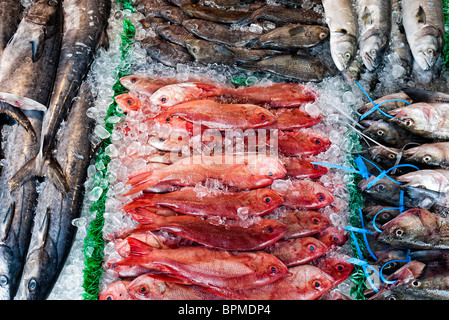red snapper near me