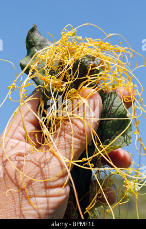 Dodder on beetroot leaf. Parasitic plant. Cuscuta sp. Stock Photo