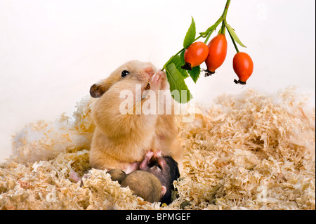 goldhamster and sucklings suckle sucking babies baby lactation Mesocricetus auratus child joung kid children embryo