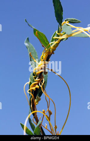 Dodder. Parasitic plant on host. Cuscuta sp. Stock Photo