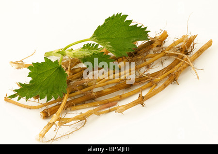 Stinging Nettle (Urtica dioica), cut roots and leaves, studio picture against a white background. Stock Photo