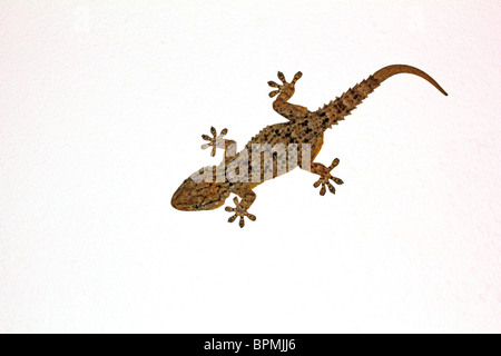 European common gecko. Tarentola mauritanica. Stock Photo