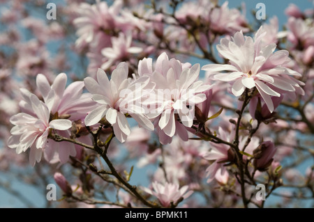 Star Magnolia (Magnolia kobus var. stellata Rosea Jane Platt), flowering twigs. Stock Photo