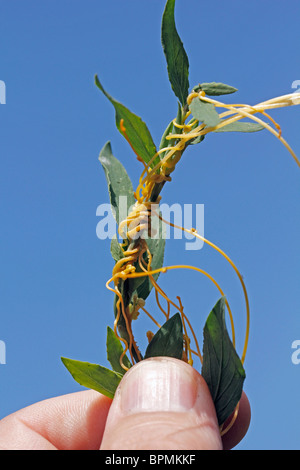 Dodder. Parasitic plant on host. Cuscuta sp. Stock Photo