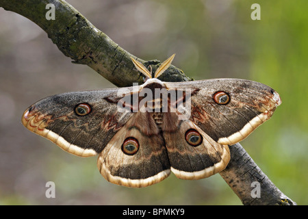 Giant Peacock Moth (Saturnia pyri), male resting on a twig. Stock Photo