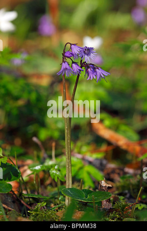 Snowbell (Soldanella montana), flowering plant. Stock Photo