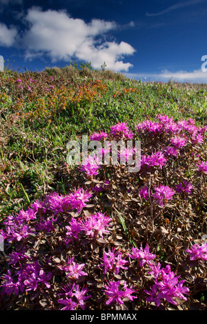 Wildflowers bloom in Denali National Park, Alaska. Stock Photo