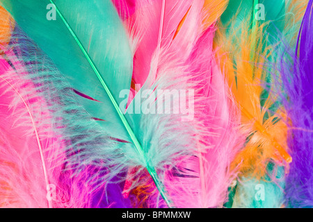 Colorful Feather close up shot Stock Photo