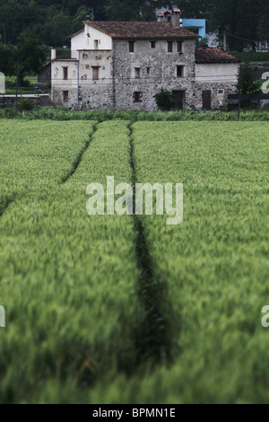 Fields of wheat and an old farm near Olot in the La Garrotxa Comarca of Girona Province Catalonia in Spain Stock Photo