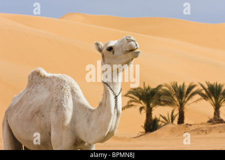 Dromedary near Germa, Camelus dromedarius, Libya, Sahara, North Africa Stock Photo