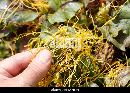 Dodder on beetroot leaf. Parasitic plant. Cuscuta sp. Stock Photo