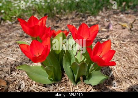 A tulip (Tulipa praestans Fusilier), flowering plant. Stock Photo