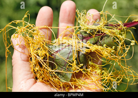 Dodder on beetroot leaf. Parasitic plant. Cuscuta sp. Stock Photo