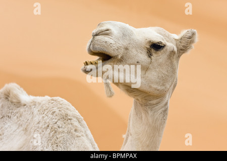 Dromedary near Germa, Camelus dromedarius, Libya, Sahara, North Africa Stock Photo