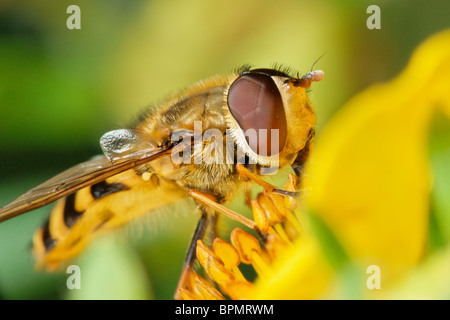 A male Hoverfly feeding on a Potentila flower. Syrphidae. Stock Photo