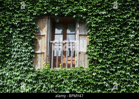 A small wooden shuttered window in a wall covered with climbing ivy near Olot in Catalonia Spain Stock Photo