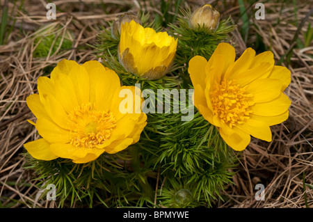 Spring Adonis, Yellow Pheasants Eye (Adonis vernalis), flowering plant. Stock Photo