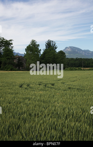 Fields of wheat and mountains near Olot in the La Garrotxa Comarca of Girona Province Catalonia in Spain Stock Photo