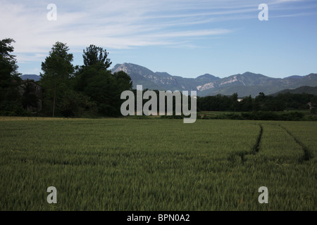 Fields of wheat and mountains near Olot in the La Garrotxa Comarca of Girona Province Catalonia in Spain Stock Photo