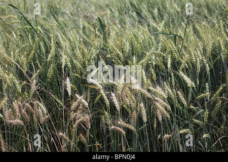 Fields of ripening wheat detail near Olot in the La Garrotxa Comarca of Girona Province Catalonia in Spain Stock Photo