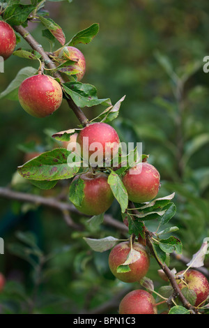 Appples on tree in early Autumn, UK Stock Photo