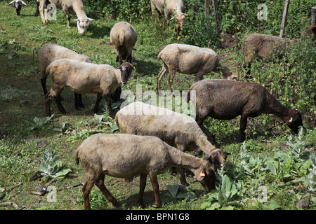 Recently sheared sheep in Spring on a farm near Olot Catalonia Spain Stock Photo