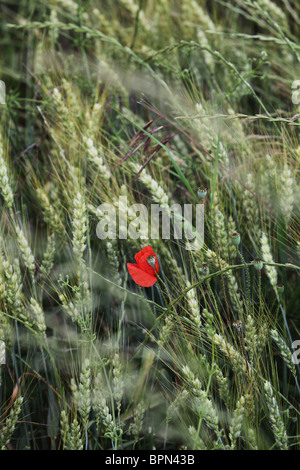 Fields of ripening wheat poppy detail near Olot in the La Garrotxa Comarca of Girona Province Catalonia in Spain Stock Photo