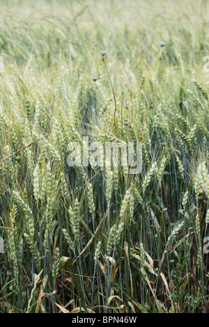 Fields of wheat detail near Olot in the La Garrotxa Comarca of Girona Province Catalonia in Spain Stock Photo