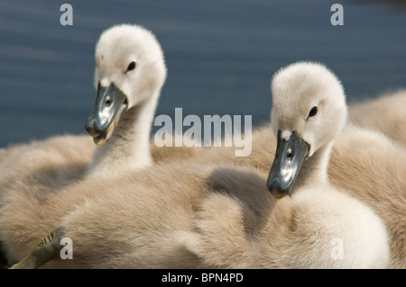 Two young mute swan cygnets just a few days old Stock Photo