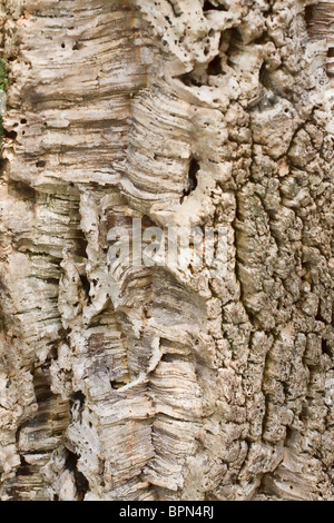 Closeup of a lombardy poplar from which wine bottle corks are made. Stock Photo
