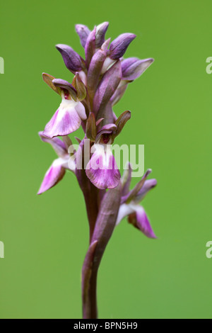 Fan-lipped orchid isolated on a white background. Stock Photo