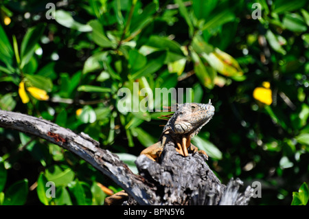 Green Iguana (Iguana iguana) basking on a branch in the sun. La Tovara Reserve, Nayarit, Mexico Stock Photo