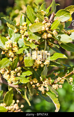 Bay Blossom In The Garden The Bay Laurel (Laurus Nobilis, Of The Plant ...