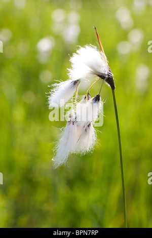 Closeup of a Cottongrass plant in the field in the spring. Stock Photo