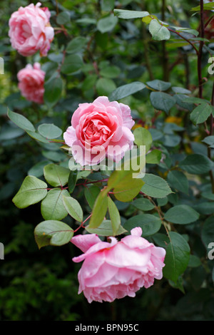 Rosa 'Brother Cadfael' Stock Photo