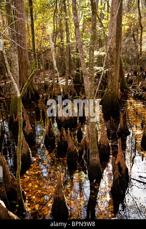 Scene from Francis Beidler Forest at Four Holes Swamp, Dorchester County, SC Stock Photo