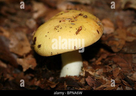 Ochre Brittlegill Russula ochroleuca Taken at Dibbinsdale LNR, Wirral, UK Stock Photo