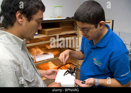 Entomologist classifying insects at the Veragua Rainforest Research and Adventure Park near Limon, Costa Rica. Stock Photo