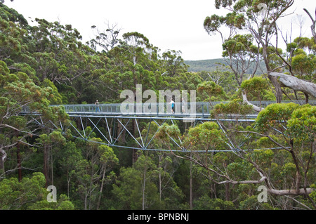 Valley of the Giants Tree Top Walk in Walpole-Nornalup National Park, Western Australia. Stock Photo