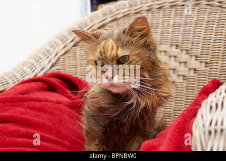 Old cat sat in a chair on its special blanket Stock Photo