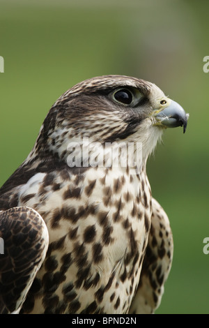 Portrait of a Saker Falcon (Falco cherrug). Stock Photo